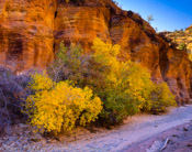 Fall Colors, Zion National Park, Utah (4x5)